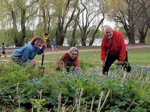 Wild Ones Tending Bluebells